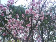 Campo de Sakura