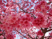 Flores de Sakura