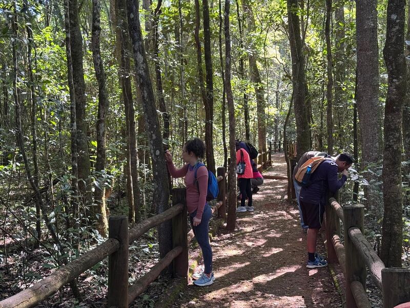 Arquivo:Banho de floresta.jpeg